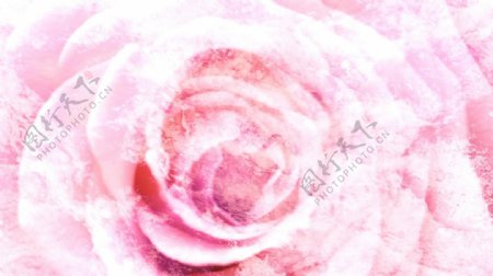 粉红玫瑰纹理梦幻温馨情景视频素材
