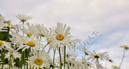 美丽的白野花
