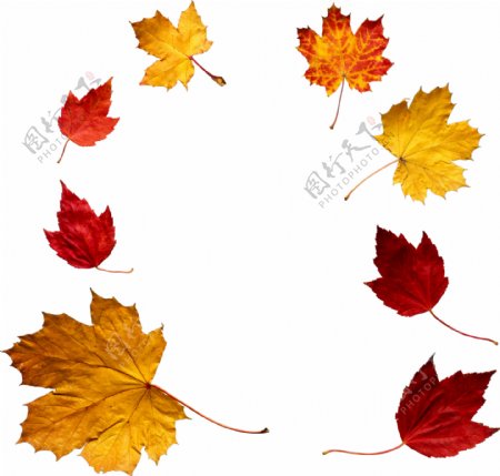 秋天树叶免抠png透明图层素材