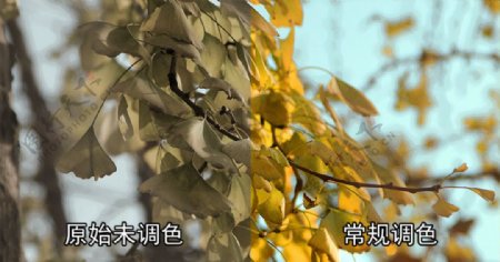 银杏树枝叶视频