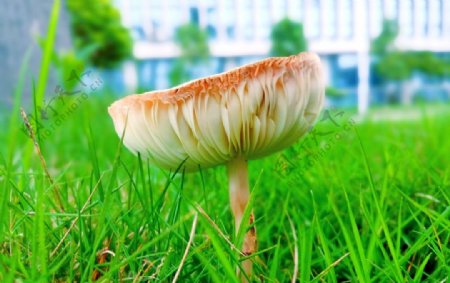 翠草蘑菇