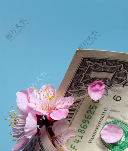 美元和鲜花