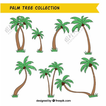 手收棕榈树的收集