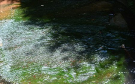雅安碧峰峡的泉水