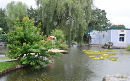 阴雨植物园