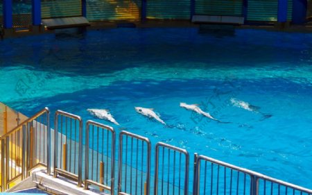 海豚仰泳四条海豚
