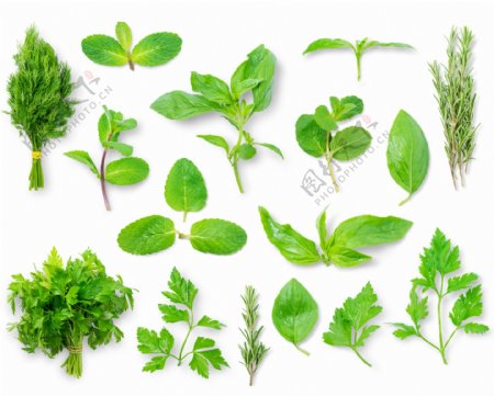 绿色植物叶子搭配装饰蔬菜美味树叶素材