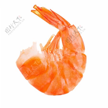 美味小虾动物海鲜餐饮食物素材