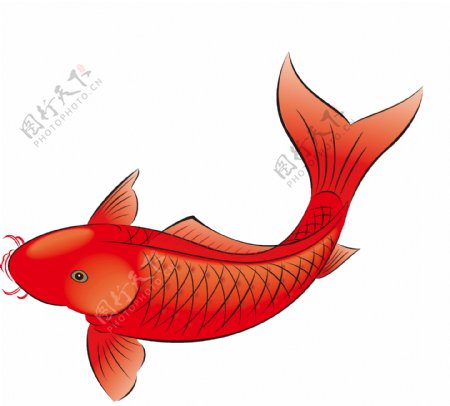 中国风红色鲤鱼彩绘元素图