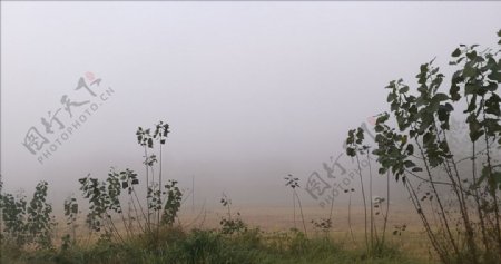 大雾下的田野