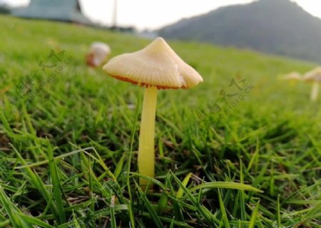雨后蘑菇