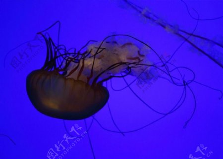 海洋水族馆热带鱼金鱼水母照片