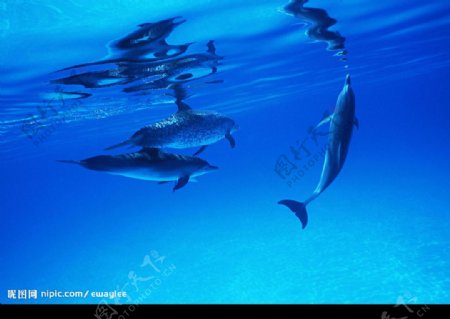 海底生物