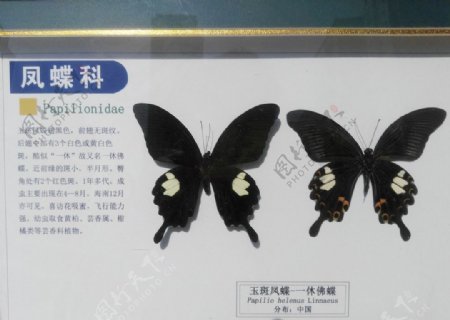 玉斑凤蝶