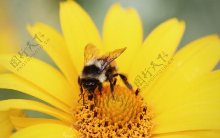 小黄花蜜蜂