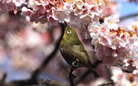 桃花枝头可爱的小鸟