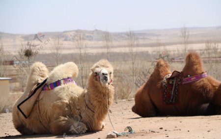 懵懂的骆驼