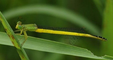 短尾黄蟌雄性