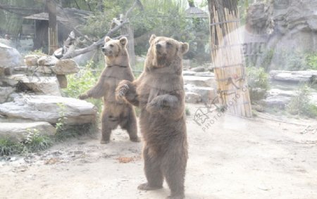 动物园熊采风北京摄影