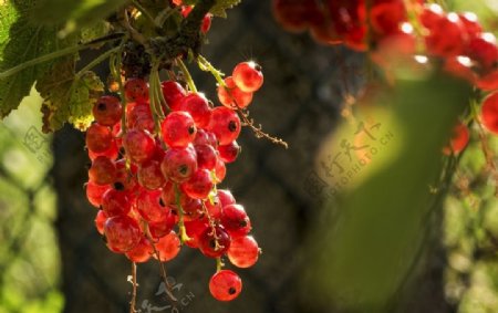 花园红色浆果