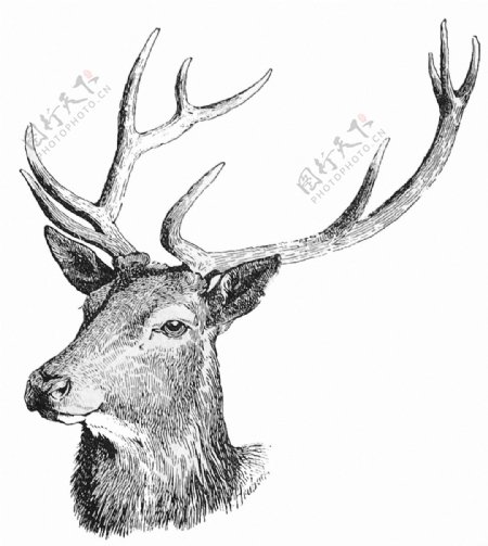 黑白素描风格的鹿免抠png透明素材