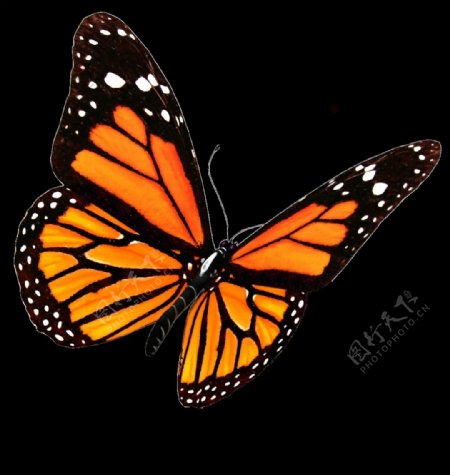 橙色花纹蝴蝶免抠png透明素材