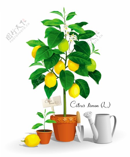 柠檬树矢量素材