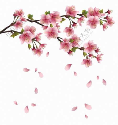 春天桃花飘落免抠png透明图层素材