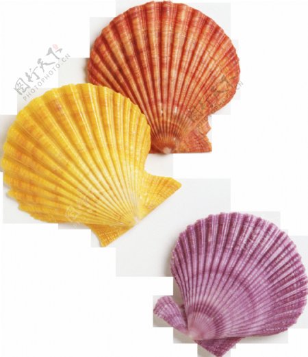 三种颜色漂亮贝壳免抠png透明图层素材