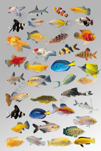 一组各种各样的色彩斑斓鱼类海洋生物元素