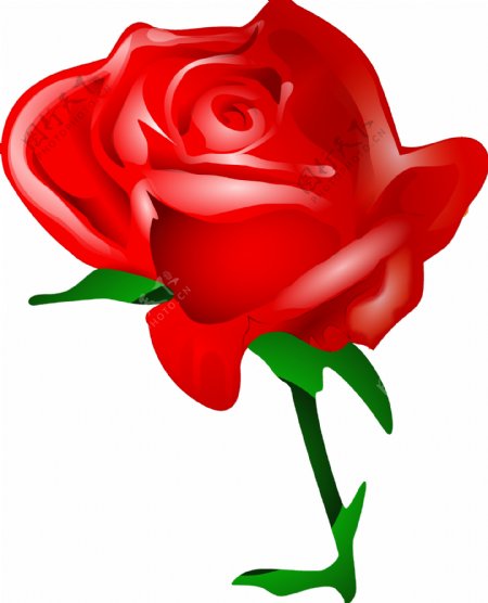 手绘漂亮红玫瑰免抠png透明图层素材