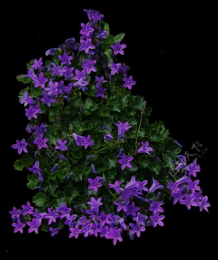 紫色鲜花灌木丛免抠png透明图层素材