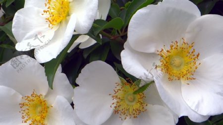 白色的花朵特写