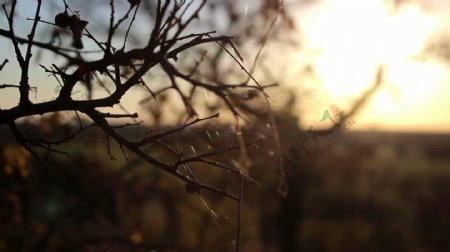 森塞特的树枝上的蜘蛛网