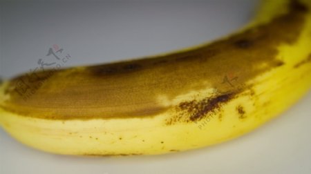 香蕉成熟期