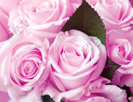 粉色玫瑰装饰画效果图