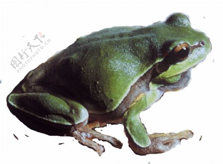 灰绿色青蛙侧面图免抠png透明素材