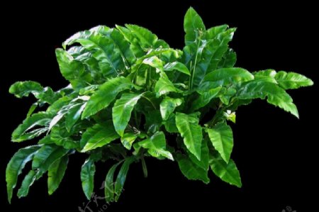 绿色大树叶植物免抠png透明图层素材