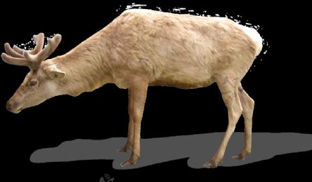 动物羊角羚羊元素