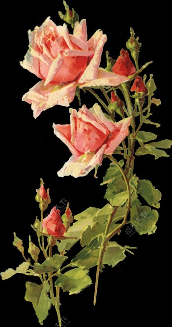 手绘水彩标本玫瑰花png透明素材