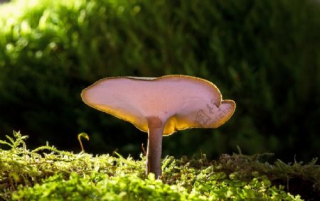 小蘑菇唯美