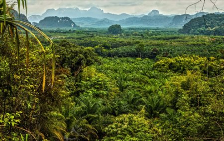 热带雨林森林景观