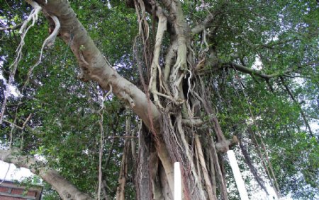 胡须树