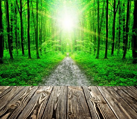 阳光树林木板