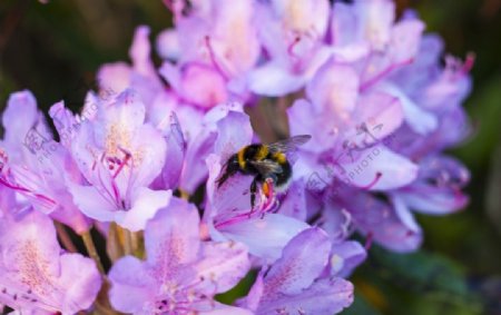 蜜蜂采花蜜