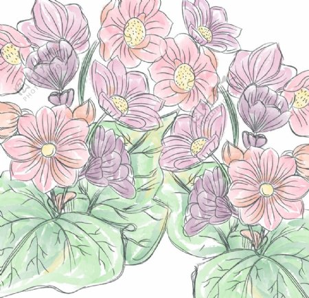 花卉荷花花朵彩绘图案