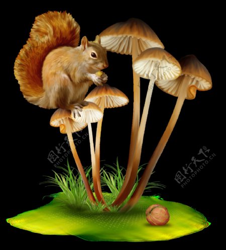 卡通松鼠蘑菇图案元素