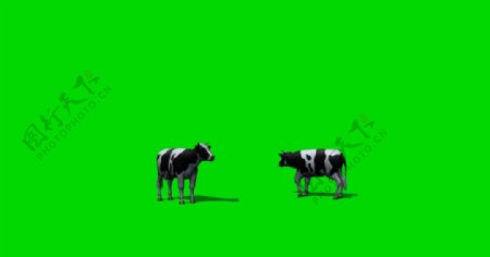 奶牛吃草绿屏抠像视频素材