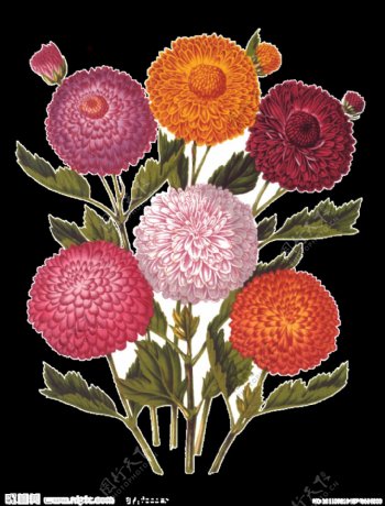 清新彩色花朵手绘菊花装饰元素
