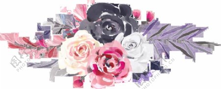 手绘三个颜色玫瑰花PNG透明素材